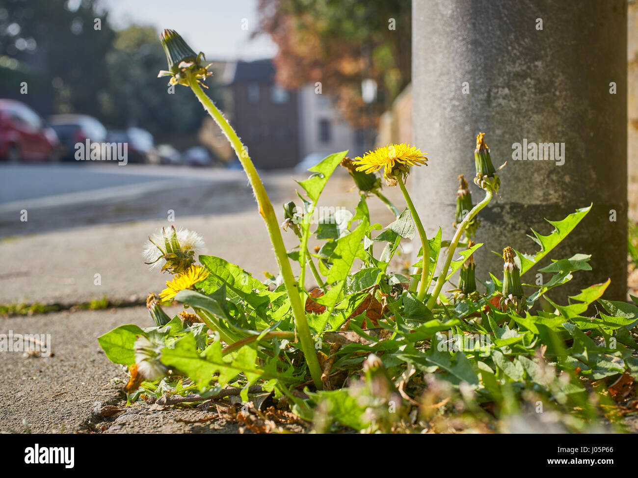 Les mauvaises herbes qui poussent hors de la chaussée sur une route urbaine Banque D'Images