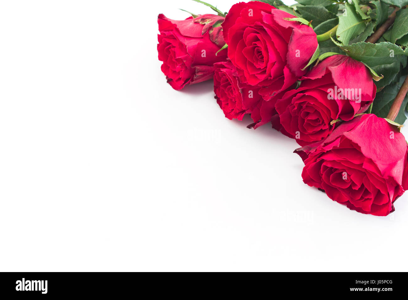 Bouquet de roses rouges sur fond blanc. Banque D'Images