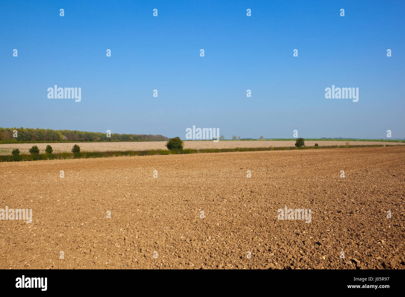 Labouré récemment calcaire dans les collines de l'english channel avec bois et haies sous un ciel bleu clair au printemps Banque D'Images