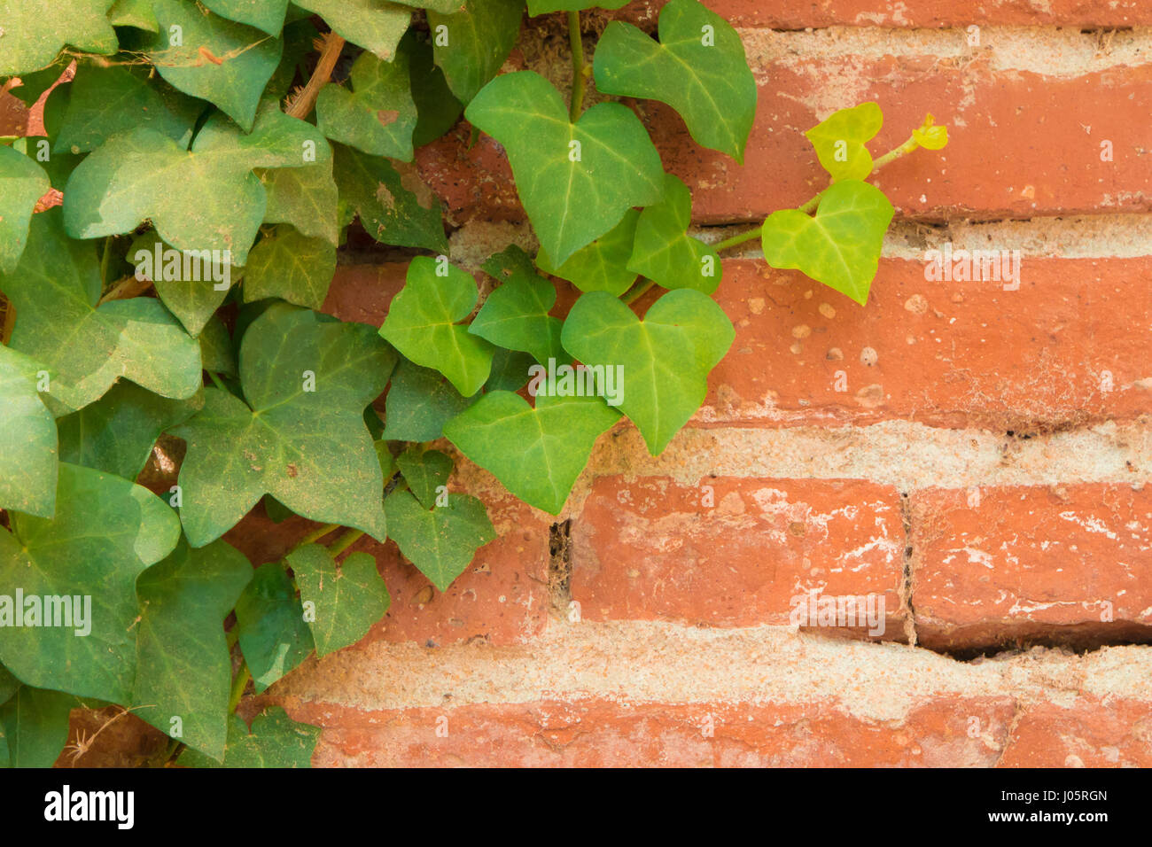 Libre de feuilles de lierre grimpant sur un vieux mur de briques rouges Banque D'Images