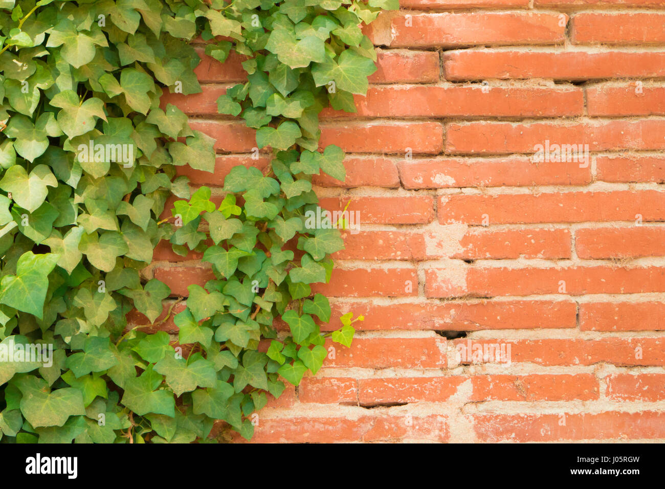 Feuilles de lierre grimpant sur un vieux mur de briques rouges Banque D'Images