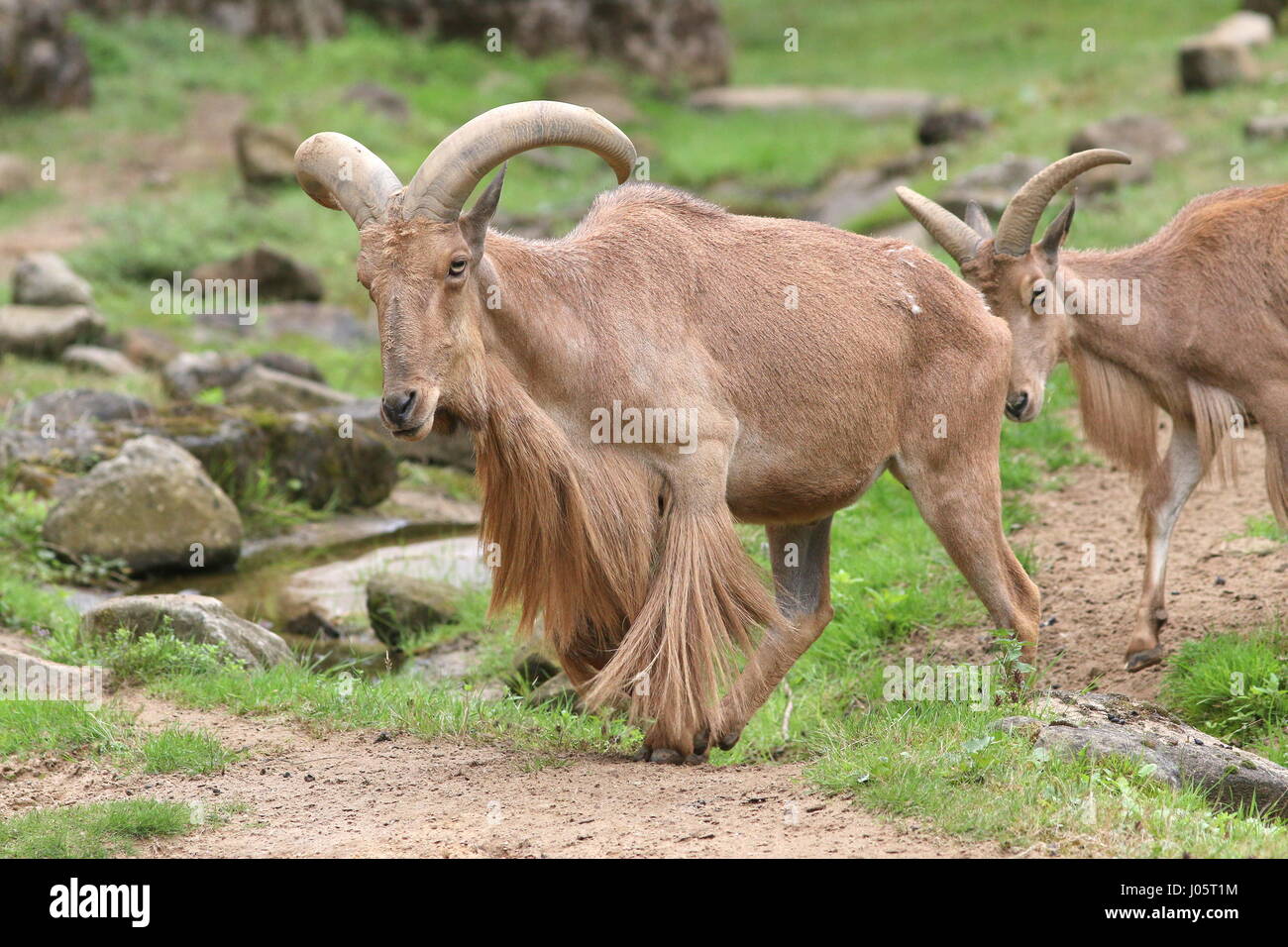 Afrique du Nord mâle le mouflon à manchettes (Ammotragus lervia), une — free download