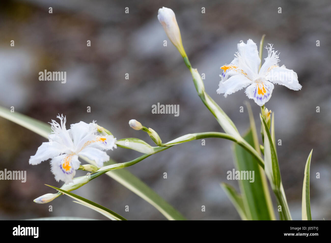 Les fleurs et les tiges florales de la forme panachée de la huppe, Iris Iris japonica 'Variegata' Banque D'Images