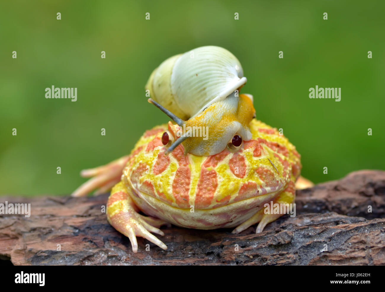 TANGERANG, INDONÉSIE : hilarant montre une grenouille Pacman colorés  portant un casque comme un escargot alors qu'il se détend sur un journal.  La série de clichés insolites de ce "snail-met, démontre l'directement