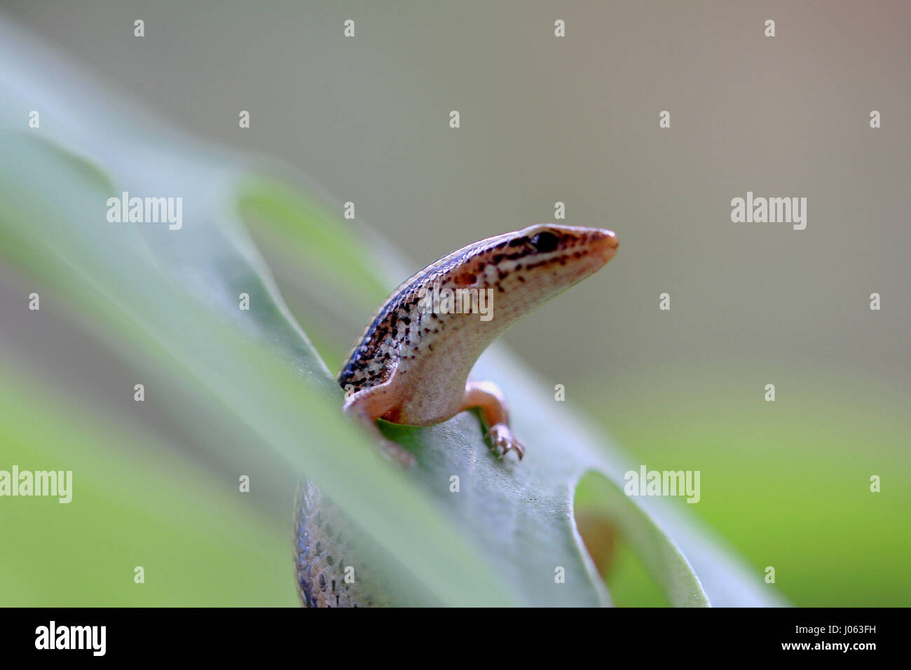 L'un de ses pairs par gecko tout entière dans une feuille. Chauds les photos d'un gecko coller sa langue, comme il souffle une framboise à un photographe surpris ont été capturés. Les photos drôles montrent un gecko léopard perché sur le bord d'une succursale, les yeux fermés et de la langue. D'autres photos en gros plan de la série montrent un appareil-photo timide gecko Tokay piquer sa tête de derrière un tronc d'arbre. Une autre image montre le bleu et orange, créature elle-même sur un journal avec sa bouche grande ouverte. L'hilarant les photos ont été prises par pensionné indonésien Mang jour (62) à l'aide d'un Canon 60D qui h Banque D'Images