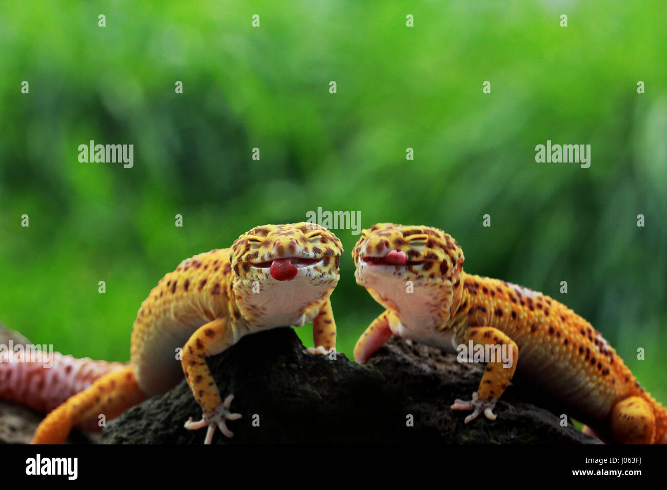 Une paire de Leopard geckos stick leurs langues pour l'appareil photo. Chauds les photos d'un gecko coller sa langue, comme il souffle une framboise à un photographe surpris ont été capturés. Les photos drôles montrent un gecko léopard perché sur le bord d'une succursale, les yeux fermés et de la langue. D'autres photos en gros plan de la série montrent un appareil-photo timide gecko Tokay piquer sa tête de derrière un tronc d'arbre. Une autre image montre le bleu et orange, créature elle-même sur un journal avec sa bouche grande ouverte. L'hilarant les photos ont été prises par pensionné indonésien Mang jour (62) à l'aide d'une Ca Banque D'Images
