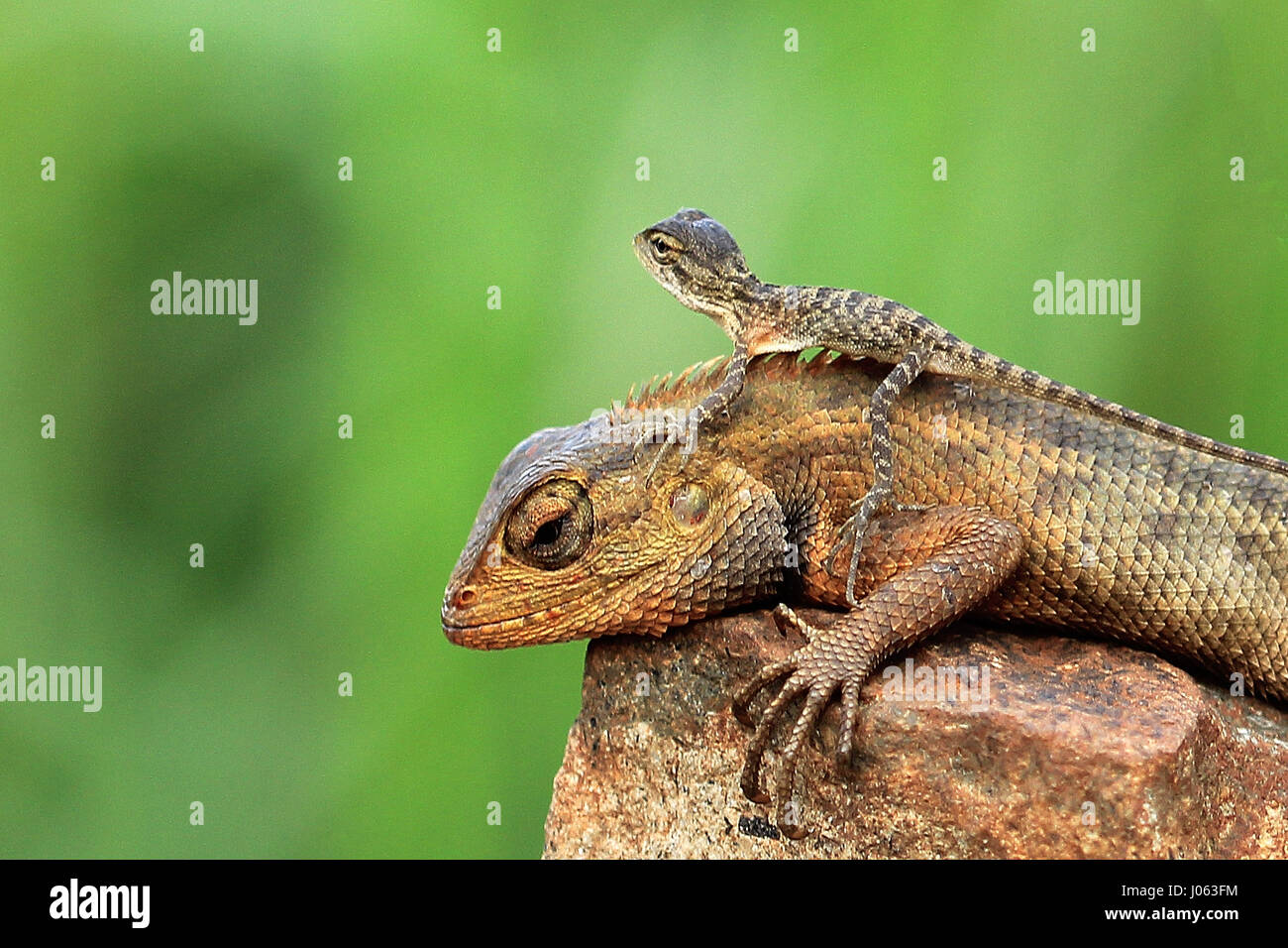 Chauds les photos d'un gecko coller sa langue, comme il souffle une framboise à un photographe surpris ont été capturés. Les photos drôles montrent un gecko léopard perché sur le bord d'une succursale, les yeux fermés et de la langue. D'autres photos en gros plan de la série montrent un appareil-photo timide gecko Tokay piquer sa tête de derrière un tronc d'arbre. Une autre image montre le bleu et orange, créature elle-même sur un journal avec sa bouche grande ouverte. L'hilarant les photos ont été prises par pensionné indonésien Mang jour (62) à l'aide d'un Canon 60D qu'il a utilisé pendant quatre ans. Banque D'Images