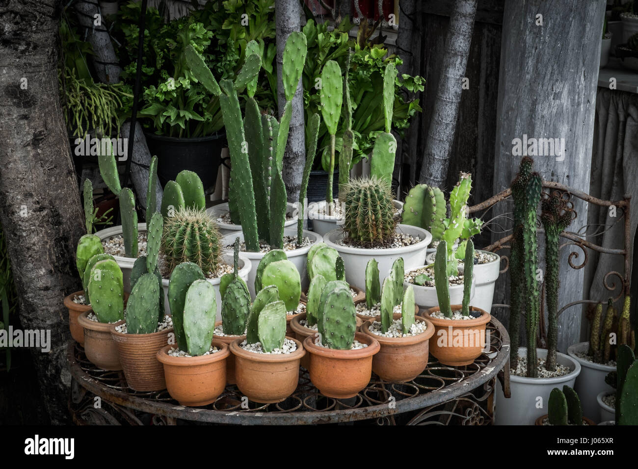 Cactus vert dans des pots sur une table pour la vente dans un magasin de jardin rétro Banque D'Images