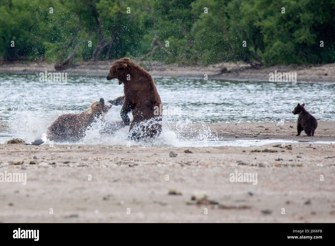 La Russie : le moment dramatique une mère ours brun a défendu ses petits d'une attaque par un six-cents livres mâle a été capturé par un photographe nature renversante. Les deux animaux sauvages sont vus aller pince-à-claw près du lac Kuril au Kamchatka, en Russie, comme le montre leur mère pétrifiée d'oursons luttant pour la survie de sa petite famille. Chose incroyable, en dépit d'être hors-pesés, brave momma bear finalement chassé le mâle lâche. Photographe Local Denis Budkov, 36, a pris ces photos à Kamchatka dans l'Extrême-Orient russe, une région connue pour sa grande po Banque D'Images