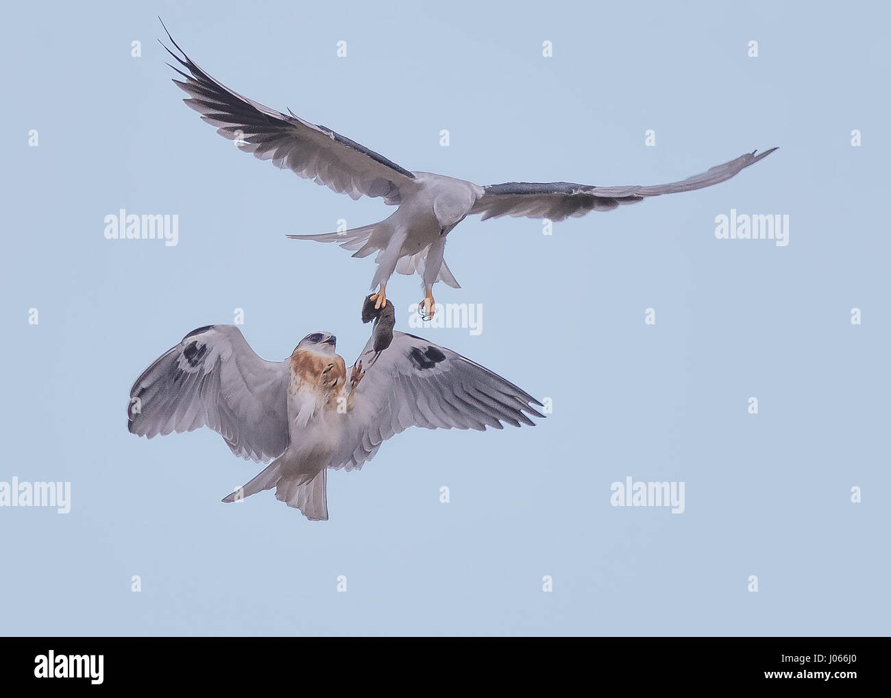 Deux le cerf-volants proies change. L'action SPECTACULAIRE de deux photos le cerf-volants apprennent à chasser avec leur mère ont été capturés. Ces images montrent le souffle les oiseaux gracieusement dans les airs comme les forme. Une autre photo montre le moment quand maman passe les jeunes oiseaux un campagnol pour le dîner, le tout en quelques secondes. Les magnifiques photos ont été prises par Thinh Bui (58), un ingénieur de Fremont, USA tout en se rendant sur le Rancho San Antonio préserver à Cupertino, en Californie. Les tirs ont été capturés comme les oiseaux en vol stationnaire plus de 80-pieds du sol. Banque D'Images