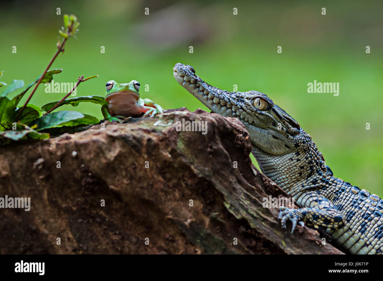 Le sud de JAKARTA, INDONÉSIE : des photos amusantes d'un brave grenouille d'arbre figurant à ouvrir les mâchoires d'un crocodile d'eau salée pour bébé ont été capturés par un photographe. La série d'images amusantes montrent l'improbable pals de détente sur une souche d'arbre comme la grenouille se tourne vers le croc avant de poser la tête sur le côté de la bouche ouverte de ce reptile. Une autre image montre comment les amphibiens grimpa sur l'agité la tête de crocodile. L'hilarant des coups de feu ont été prises par Roni Kurniawan (26) dans le sud de Jakarta, Indonésie. Roni utilisé un Canon 600D appareil photo pour capturer la surprenante rencontre. Roni Kurniawan / mediadr Banque D'Images