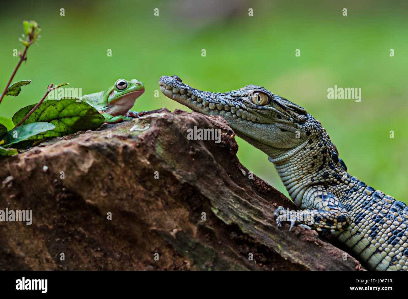 Le sud de JAKARTA, INDONÉSIE : des photos amusantes d'un brave grenouille d'arbre figurant à ouvrir les mâchoires d'un crocodile d'eau salée pour bébé ont été capturés par un photographe. La série d'images amusantes montrent l'improbable pals de détente sur une souche d'arbre comme la grenouille se tourne vers le croc avant de poser la tête sur le côté de la bouche ouverte de ce reptile. Une autre image montre comment les amphibiens grimpa sur l'agité la tête de crocodile. L'hilarant des coups de feu ont été prises par Roni Kurniawan (26) dans le sud de Jakarta, Indonésie. Roni utilisé un Canon 600D appareil photo pour capturer la surprenante rencontre. Roni Kurniawan / mediadr Banque D'Images