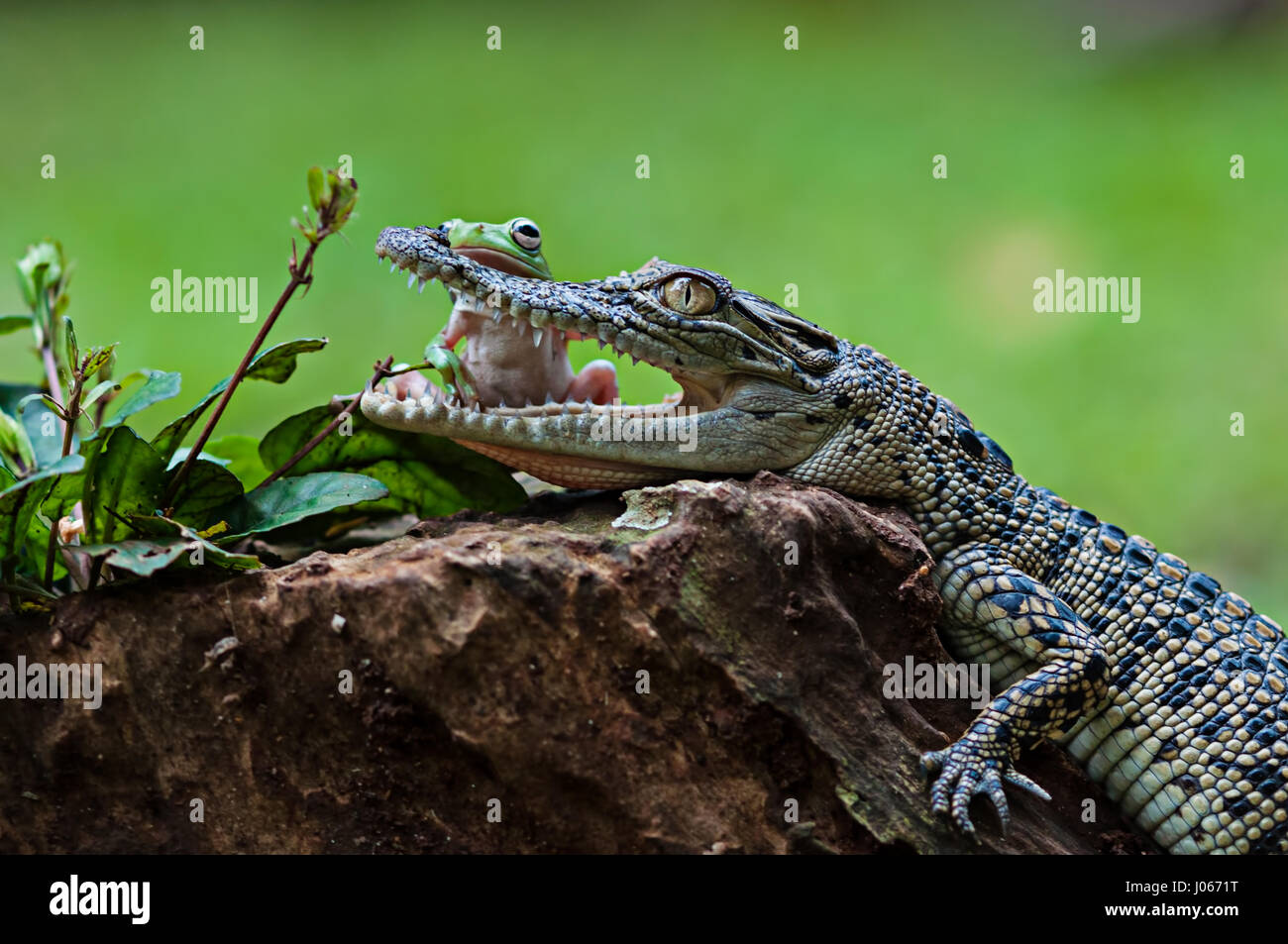 Le sud de JAKARTA, INDONÉSIE : des photos amusantes d'un brave grenouille d'arbre figurant à ouvrir les mâchoires d'un crocodile d'eau salée pour bébé ont été capturés par un photographe. La série d'images amusantes montrent l'improbable pals de détente sur une souche d'arbre comme la grenouille se tourne vers le croc avant de poser la tête sur le côté de la bouche ouverte de ce reptile. Une autre image montre comment les amphibiens grimpa sur l'agité la tête de crocodile. L'hilarant des coups de feu ont été prises par Roni Kurniawan (26) dans le sud de Jakarta, Indonésie. Roni utilisé un Canon 600D appareil photo pour capturer la surprenante rencontre. Roni Kurniawan / mediadr Banque D'Images