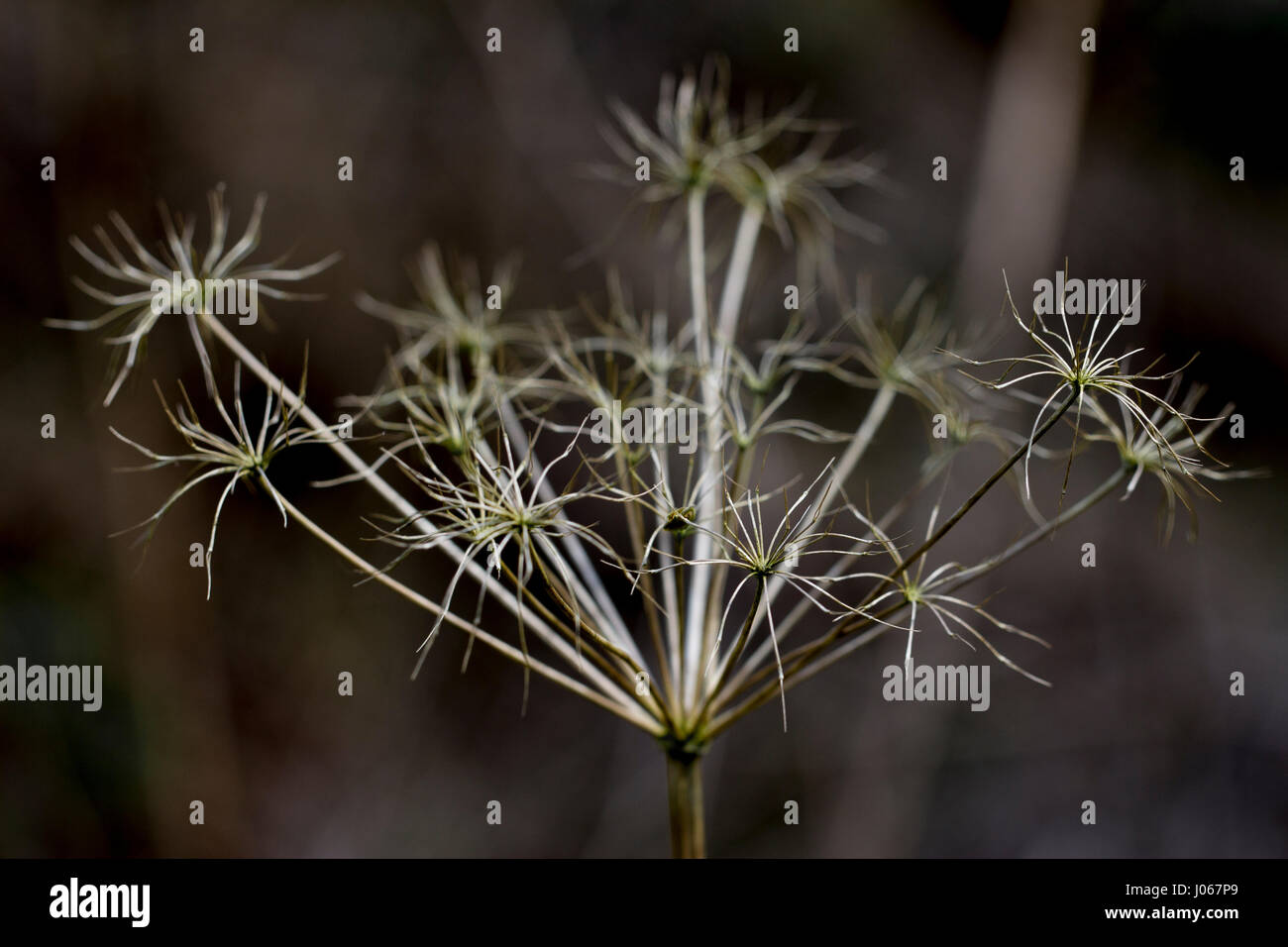 Cow Parsley seed head Banque D'Images