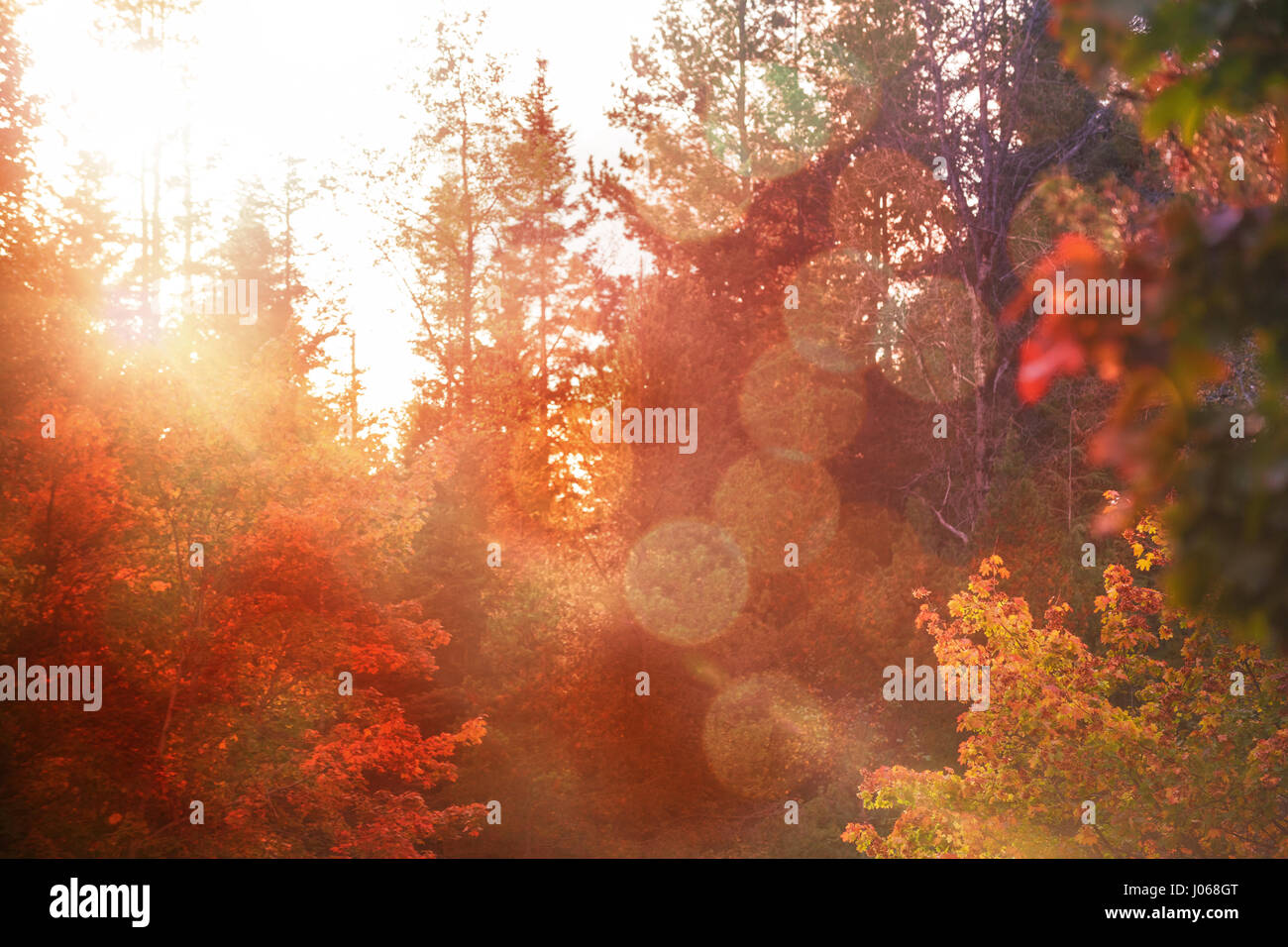 Arrière-plan lumineux contre les arbres d'automne en forêt Banque D'Images