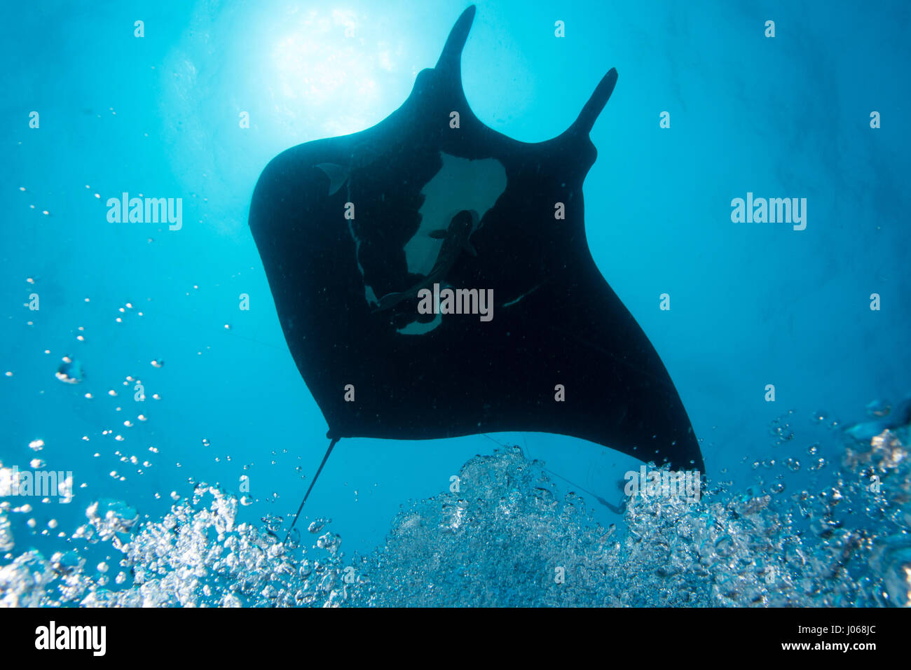 ROCA PARTIDA, AU MEXIQUE : La raie manta géante nageant à travers l'océan. Images sous-marines spectaculaires d'un seize ans et demi-pieds de large raie manta géante bénéficiant d'un massage à bulles avec la permission de ses visiteurs humains ont été capturés. La captivante collection d'images montre l'amical géant tumbling et tournez-les à l'eau, apparaissant à mettre sur un spectacle de danse pour les plongeurs perplexes à proximité. Une image montre l'énormité de la créature qu'il regarde comme s'il se lève pour faire face à un plongeur. Une autre photo montre l'animal élégant flanqué de deux acolytes de poisson. L'incroyable hôtel - images - photos Banque D'Images