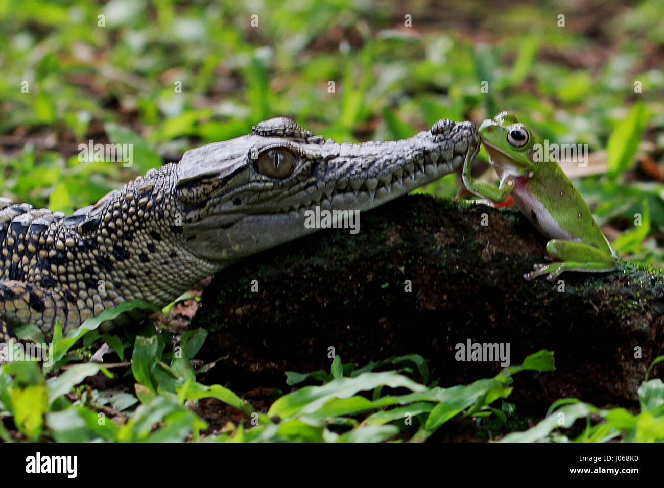 JAKARTA, INDONÉSIE : des images hilarantes d'un brave grenouille d'arbre et l'enfant saltwater crocodile dans ce qui ressemble à un visage sérieux-off ont été capturés. La série de prises montrent l'Amphibian and Reptile fixant l'un l'autre dans les yeux tout en se reposant sur un rocher et une autre image drôle montre la grenouille d'arbre pendant du côté de la croc's bouche tout en apparaissant à rire à haute voix dans le visage du prédateur. Les images ont été prises par amusant pensionné indonésiennes, Mang jour (62) lors d'une visite à Jakarta. Mang utilisé son Canon 60D pour capturer les photographies, un appareil photo qu'il a utilisé pendant quatre ans. Banque D'Images