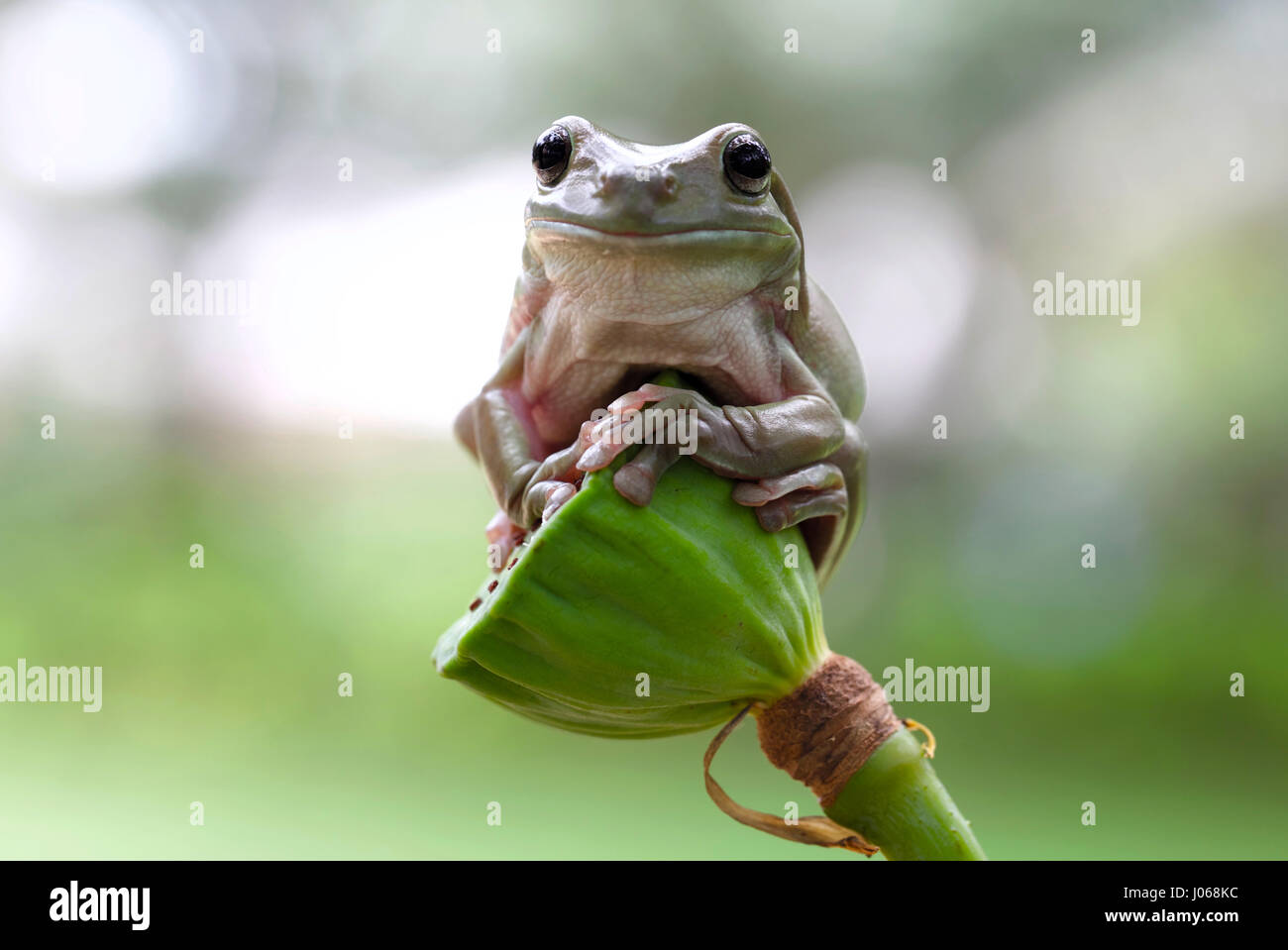 JAKARTA, INDONÉSIE : Une libellule a été cassé à l'aide d'une tête de grenouille en direct comme un engin hélisurface. Les images montrent la créature volante faisant une improbable pit stop au sommet d'une rainette dumpy méfiants de la tête. Dépenser un total de trois minutes d'étudier ses landing pad, la libellule se rend compte de l'endroit n'est pas adapté au but avant de relancer en l'air. Photographe amateur Erni Wijaya (34) de Jakarta, l'Indonésie est arrivé d'être témoin de ce drôle de l'interaction dans sa ville natale. Banque D'Images