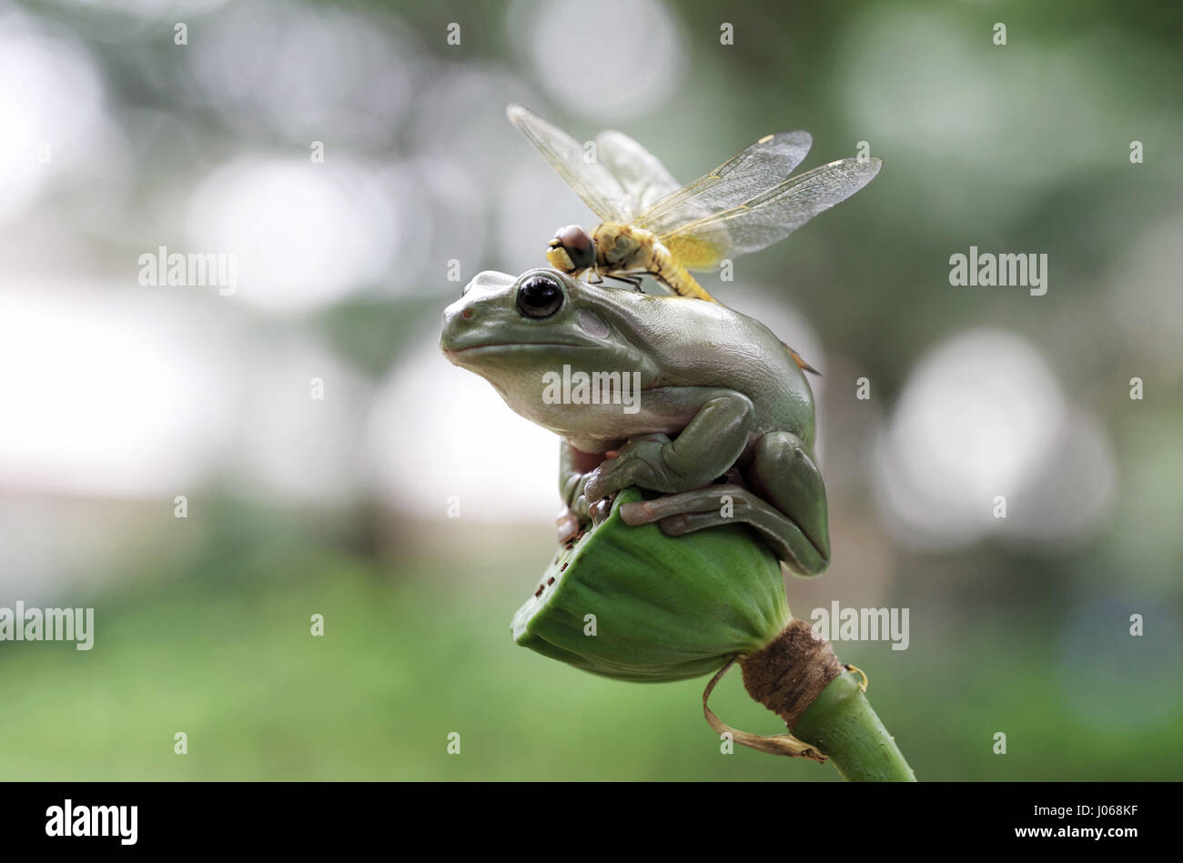 JAKARTA, INDONÉSIE : Une libellule a été cassé à l'aide d'une tête de grenouille en direct comme un engin hélisurface. Les images montrent la créature volante faisant une improbable pit stop au sommet d'une rainette dumpy méfiants de la tête. Dépenser un total de trois minutes d'étudier ses landing pad, la libellule se rend compte de l'endroit n'est pas adapté au but avant de relancer en l'air. Photographe amateur Erni Wijaya (34) de Jakarta, l'Indonésie est arrivé d'être témoin de ce drôle de l'interaction dans sa ville natale. Banque D'Images