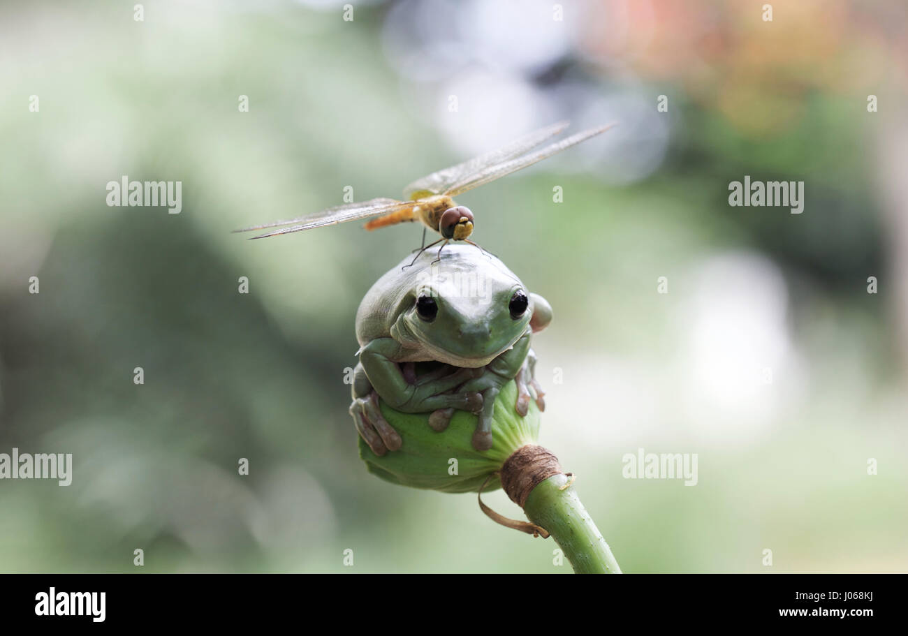 JAKARTA, INDONÉSIE : Une libellule a été cassé à l'aide d'une tête de grenouille en direct comme un engin hélisurface. Les images montrent la créature volante faisant une improbable pit stop au sommet d'une rainette dumpy méfiants de la tête. Dépenser un total de trois minutes d'étudier ses landing pad, la libellule se rend compte de l'endroit n'est pas adapté au but avant de relancer en l'air. Photographe amateur Erni Wijaya (34) de Jakarta, l'Indonésie est arrivé d'être témoin de ce drôle de l'interaction dans sa ville natale. Banque D'Images