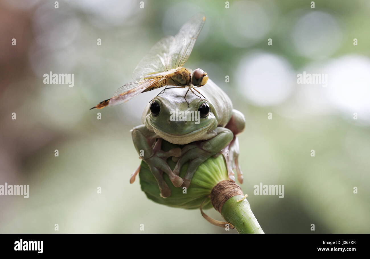 JAKARTA, INDONÉSIE : Une libellule a été cassé à l'aide d'une tête de grenouille en direct comme un engin hélisurface. Les images montrent la créature volante faisant une improbable pit stop au sommet d'une rainette dumpy méfiants de la tête. Dépenser un total de trois minutes d'étudier ses landing pad, la libellule se rend compte de l'endroit n'est pas adapté au but avant de relancer en l'air. Photographe amateur Erni Wijaya (34) de Jakarta, l'Indonésie est arrivé d'être témoin de ce drôle de l'interaction dans sa ville natale. Banque D'Images