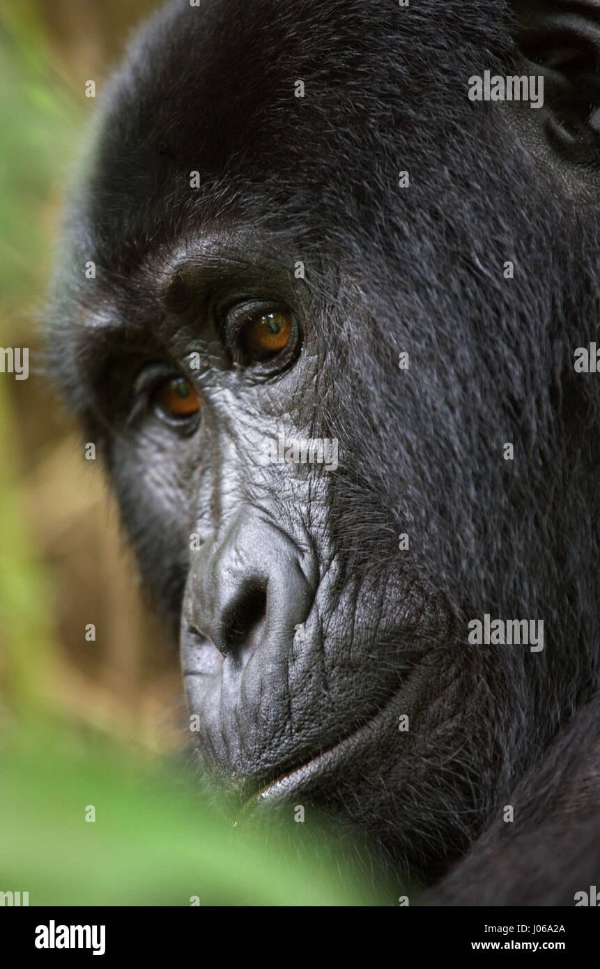 Le parc national de Bwindi, EN OUGANDA : UN gorilla brandi un gros bâton comme une arme, tandis qu'il cherche à écarter un photographe qui s'est trop près pour le confort. L'image époustouflante montre l'immense trois cent cinquante livres silverback tenir le bâton dans une manière menaçante qu'il tire le photographe un regard menaçant comme pour dire, "pourquoi j'oughta". D'autres images montrent des gorilles dans une humeur beaucoup plus accommodant comme ils balancer de branches, nourrir et jouer avec leurs jeunes. Certains gorilles juvéniles peuvent être vus sur une branche et relaxant que le monde passe. Les photos ont été prises par le photographe de Moscou Banque D'Images
