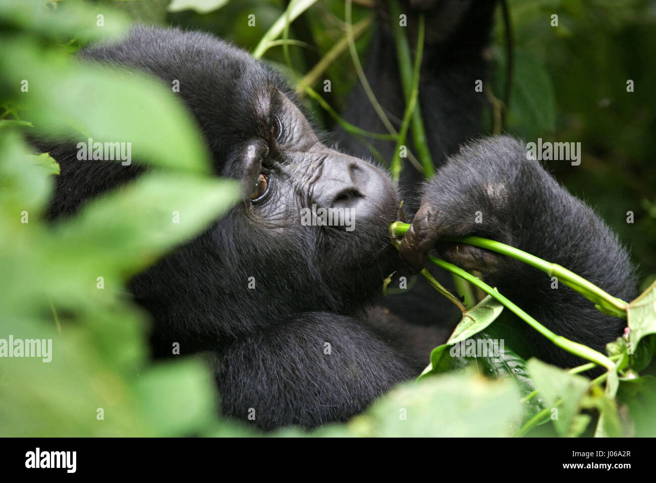 Le parc national de Bwindi, EN OUGANDA : UN gorilla brandi un gros bâton comme une arme, tandis qu'il cherche à écarter un photographe qui s'est trop près pour le confort. L'image époustouflante montre l'immense trois cent cinquante livres silverback tenir le bâton dans une manière menaçante qu'il tire le photographe un regard menaçant comme pour dire, "pourquoi j'oughta". D'autres images montrent des gorilles dans une humeur beaucoup plus accommodant comme ils balancer de branches, nourrir et jouer avec leurs jeunes. Certains gorilles juvéniles peuvent être vus sur une branche et relaxant que le monde passe. Les photos ont été prises par le photographe de Moscou Banque D'Images