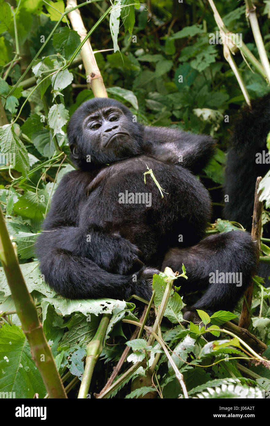 Le parc national de Bwindi, EN OUGANDA : UN gorilla brandi un gros bâton comme une arme, tandis qu'il cherche à écarter un photographe qui s'est trop près pour le confort. L'image époustouflante montre l'immense trois cent cinquante livres silverback tenir le bâton dans une manière menaçante qu'il tire le photographe un regard menaçant comme pour dire, "pourquoi j'oughta". D'autres images montrent des gorilles dans une humeur beaucoup plus accommodant comme ils balancer de branches, nourrir et jouer avec leurs jeunes. Certains gorilles juvéniles peuvent être vus sur une branche et relaxant que le monde passe. Les photos ont été prises par le photographe de Moscou Banque D'Images