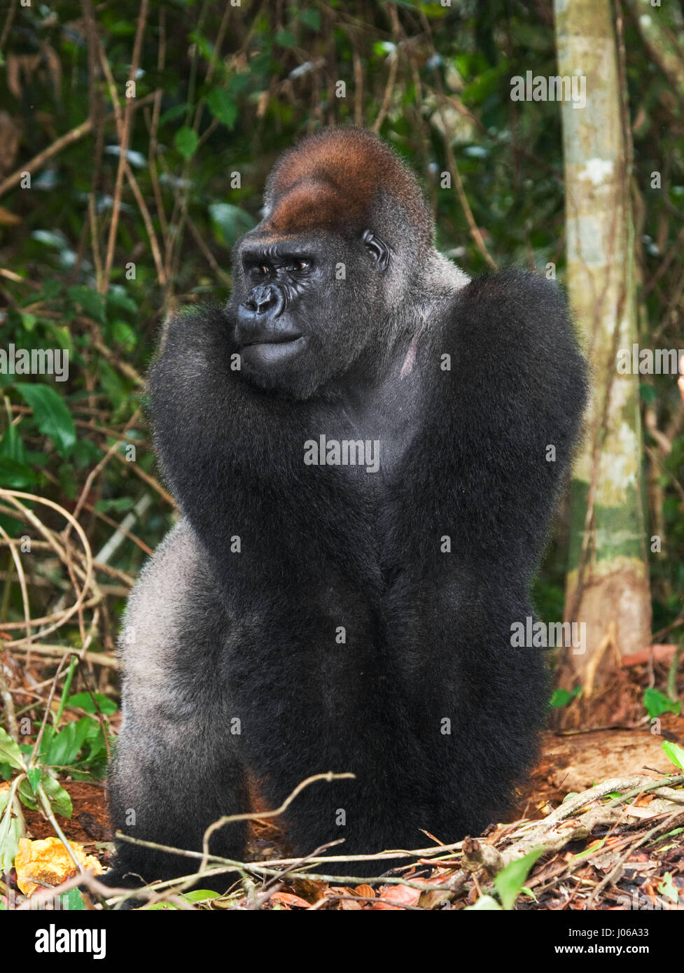 Le parc national de Bwindi, EN OUGANDA : UN gorilla brandi un gros bâton comme une arme, tandis qu'il cherche à écarter un photographe qui s'est trop près pour le confort. L'image époustouflante montre l'immense trois cent cinquante livres silverback tenir le bâton dans une manière menaçante qu'il tire le photographe un regard menaçant comme pour dire, "pourquoi j'oughta". D'autres images montrent des gorilles dans une humeur beaucoup plus accommodant comme ils balancer de branches, nourrir et jouer avec leurs jeunes. Certains gorilles juvéniles peuvent être vus sur une branche et relaxant que le monde passe. Les photos ont été prises par le photographe de Moscou Banque D'Images