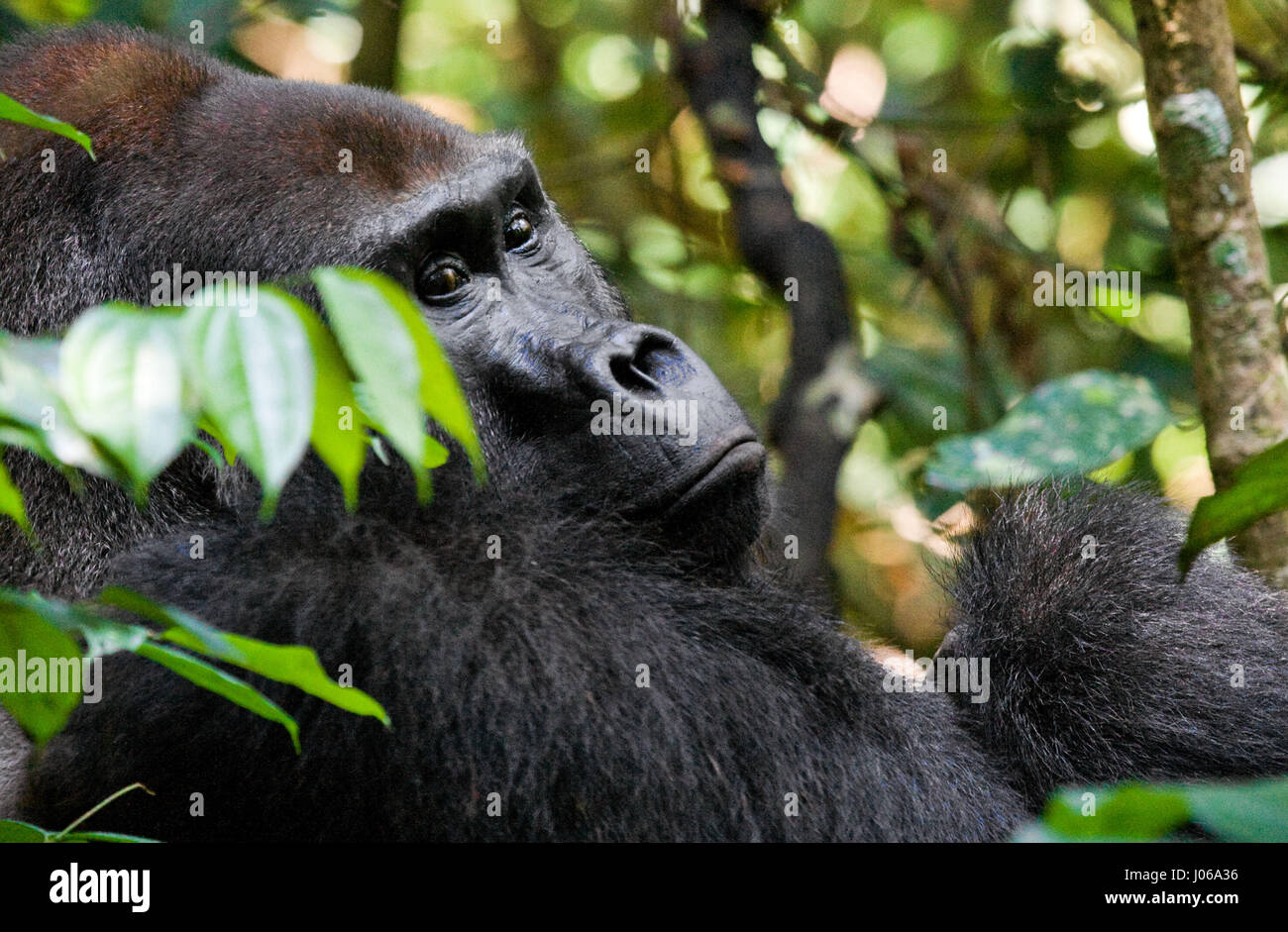 Le parc national de Bwindi, EN OUGANDA : UN gorilla brandi un gros bâton comme une arme, tandis qu'il cherche à écarter un photographe qui s'est trop près pour le confort. L'image époustouflante montre l'immense trois cent cinquante livres silverback tenir le bâton dans une manière menaçante qu'il tire le photographe un regard menaçant comme pour dire, "pourquoi j'oughta". D'autres images montrent des gorilles dans une humeur beaucoup plus accommodant comme ils balancer de branches, nourrir et jouer avec leurs jeunes. Certains gorilles juvéniles peuvent être vus sur une branche et relaxant que le monde passe. Les photos ont été prises par le photographe de Moscou Banque D'Images