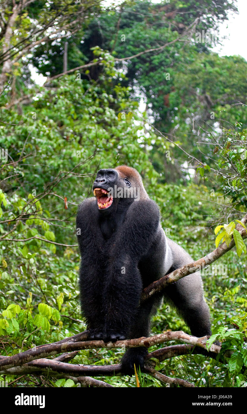Le parc national de Bwindi, EN OUGANDA : UN gorilla brandi un gros bâton comme une arme, tandis qu'il cherche à écarter un photographe qui s'est trop près pour le confort. L'image époustouflante montre l'immense trois cent cinquante livres silverback tenir le bâton dans une manière menaçante qu'il tire le photographe un regard menaçant comme pour dire, "pourquoi j'oughta". D'autres images montrent des gorilles dans une humeur beaucoup plus accommodant comme ils balancer de branches, nourrir et jouer avec leurs jeunes. Certains gorilles juvéniles peuvent être vus sur une branche et relaxant que le monde passe. Les photos ont été prises par le photographe de Moscou Banque D'Images