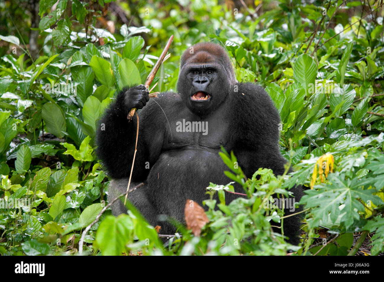 Le parc national de Bwindi, EN OUGANDA : UN gorilla brandi un gros bâton comme une arme, tandis qu'il cherche à écarter un photographe qui s'est trop près pour le confort. L'image époustouflante montre l'immense trois cent cinquante livres silverback tenir le bâton dans une manière menaçante qu'il tire le photographe un regard menaçant comme pour dire, "pourquoi j'oughta". D'autres images montrent des gorilles dans une humeur beaucoup plus accommodant comme ils balancer de branches, nourrir et jouer avec leurs jeunes. Certains gorilles juvéniles peuvent être vus sur une branche et relaxant que le monde passe. Les photos ont été prises par le photographe de Moscou Banque D'Images