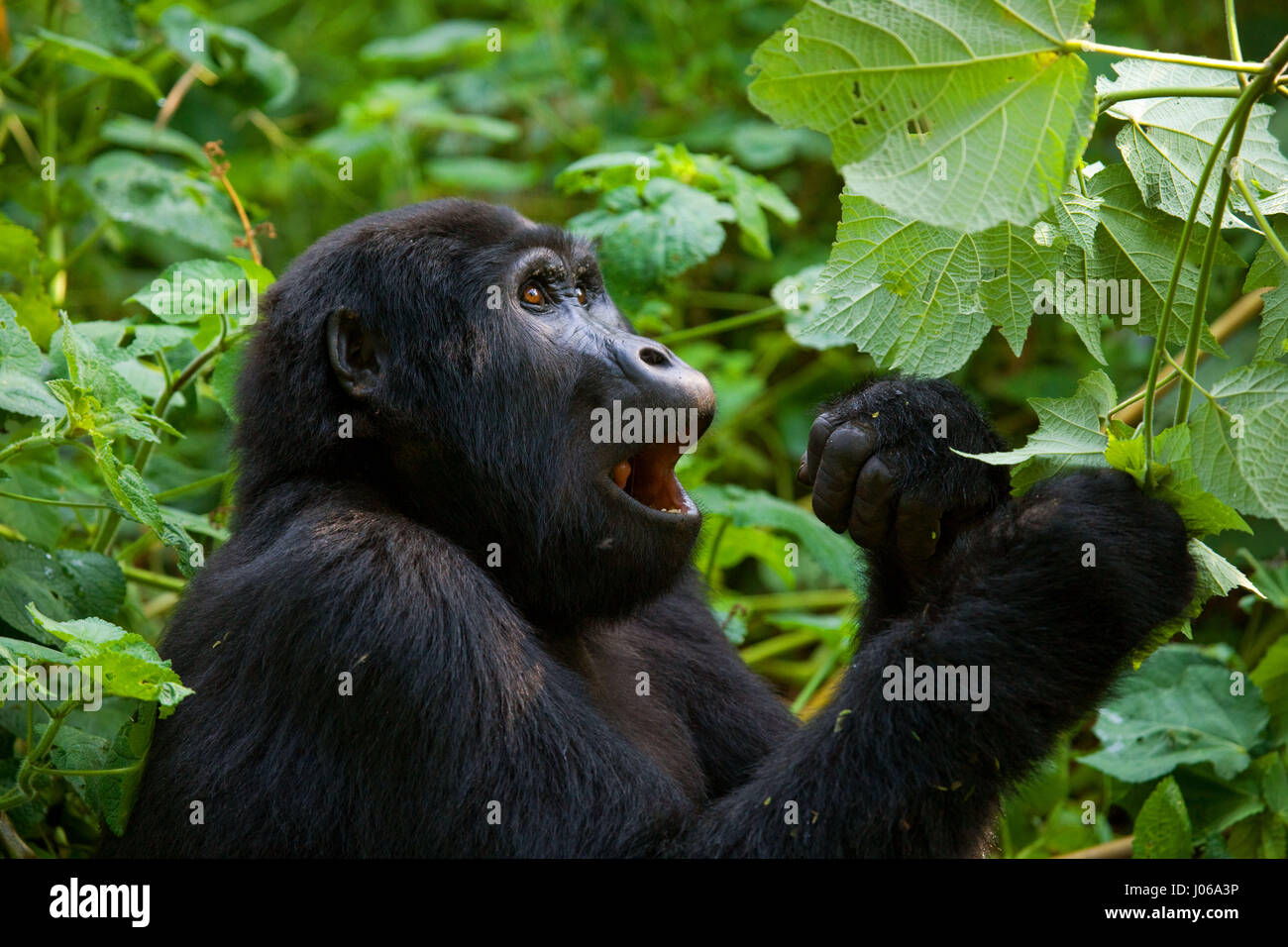 Le parc national de Bwindi, EN OUGANDA : UN gorilla brandi un gros bâton comme une arme, tandis qu'il cherche à écarter un photographe qui s'est trop près pour le confort. L'image époustouflante montre l'immense trois cent cinquante livres silverback tenir le bâton dans une manière menaçante qu'il tire le photographe un regard menaçant comme pour dire, "pourquoi j'oughta". D'autres images montrent des gorilles dans une humeur beaucoup plus accommodant comme ils balancer de branches, nourrir et jouer avec leurs jeunes. Certains gorilles juvéniles peuvent être vus sur une branche et relaxant que le monde passe. Les photos ont été prises par le photographe de Moscou Banque D'Images