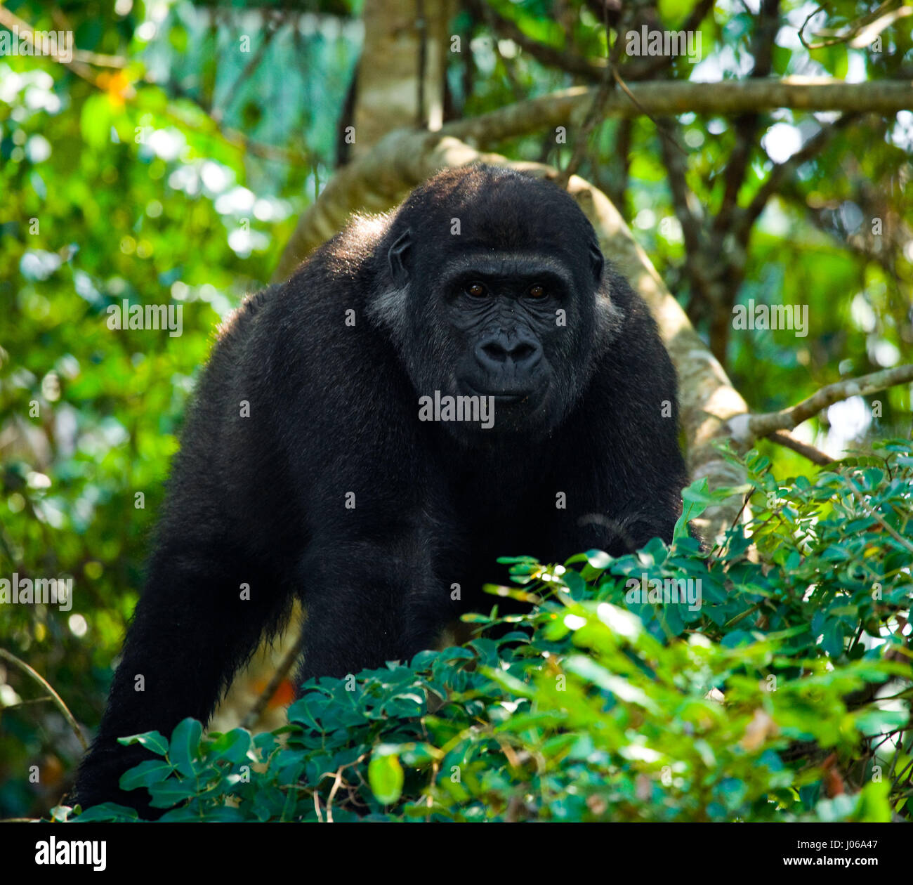 Le parc national de Bwindi, EN OUGANDA : UN gorilla brandi un gros bâton comme une arme, tandis qu'il cherche à écarter un photographe qui s'est trop près pour le confort. L'image époustouflante montre l'immense trois cent cinquante livres silverback tenir le bâton dans une manière menaçante qu'il tire le photographe un regard menaçant comme pour dire, "pourquoi j'oughta". D'autres images montrent des gorilles dans une humeur beaucoup plus accommodant comme ils balancer de branches, nourrir et jouer avec leurs jeunes. Certains gorilles juvéniles peuvent être vus sur une branche et relaxant que le monde passe. Les photos ont été prises par le photographe de Moscou Banque D'Images