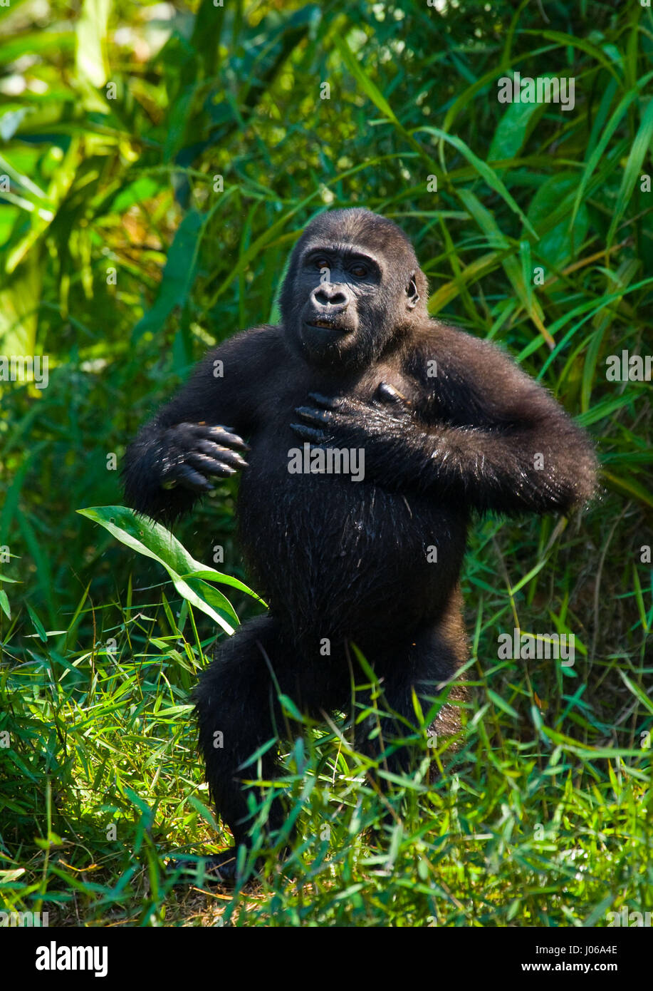 Le parc national de Bwindi, EN OUGANDA : UN gorilla brandi un gros bâton comme une arme, tandis qu'il cherche à écarter un photographe qui s'est trop près pour le confort. L'image époustouflante montre l'immense trois cent cinquante livres silverback tenir le bâton dans une manière menaçante qu'il tire le photographe un regard menaçant comme pour dire, "pourquoi j'oughta". D'autres images montrent des gorilles dans une humeur beaucoup plus accommodant comme ils balancer de branches, nourrir et jouer avec leurs jeunes. Certains gorilles juvéniles peuvent être vus sur une branche et relaxant que le monde passe. Les photos ont été prises par le photographe de Moscou Banque D'Images