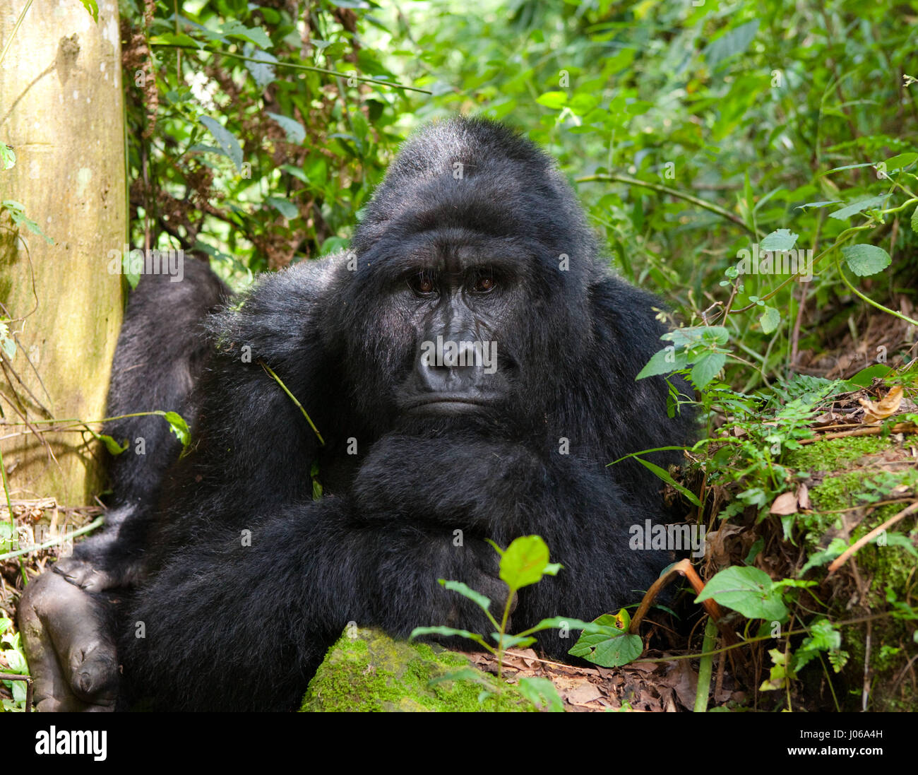 Le parc national de Bwindi, EN OUGANDA : UN gorilla brandi un gros bâton comme une arme, tandis qu'il cherche à écarter un photographe qui s'est trop près pour le confort. L'image époustouflante montre l'immense trois cent cinquante livres silverback tenir le bâton dans une manière menaçante qu'il tire le photographe un regard menaçant comme pour dire, "pourquoi j'oughta". D'autres images montrent des gorilles dans une humeur beaucoup plus accommodant comme ils balancer de branches, nourrir et jouer avec leurs jeunes. Certains gorilles juvéniles peuvent être vus sur une branche et relaxant que le monde passe. Les photos ont été prises par le photographe de Moscou Banque D'Images