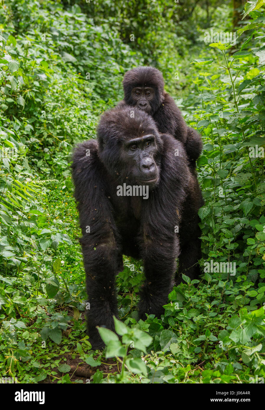 Le parc national de Bwindi, EN OUGANDA : UN gorilla brandi un gros bâton comme une arme, tandis qu'il cherche à écarter un photographe qui s'est trop près pour le confort. L'image époustouflante montre l'immense trois cent cinquante livres silverback tenir le bâton dans une manière menaçante qu'il tire le photographe un regard menaçant comme pour dire, "pourquoi j'oughta". D'autres images montrent des gorilles dans une humeur beaucoup plus accommodant comme ils balancer de branches, nourrir et jouer avec leurs jeunes. Certains gorilles juvéniles peuvent être vus sur une branche et relaxant que le monde passe. Les photos ont été prises par le photographe de Moscou Banque D'Images