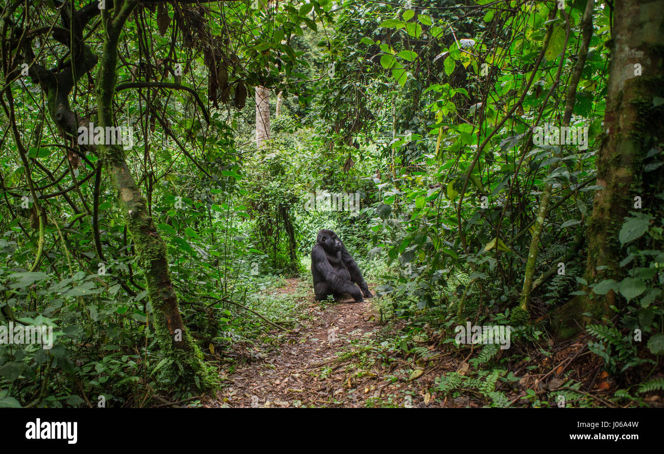 Le parc national de Bwindi, EN OUGANDA : UN gorilla brandi un gros bâton comme une arme, tandis qu'il cherche à écarter un photographe qui s'est trop près pour le confort. L'image époustouflante montre l'immense trois cent cinquante livres silverback tenir le bâton dans une manière menaçante qu'il tire le photographe un regard menaçant comme pour dire, "pourquoi j'oughta". D'autres images montrent des gorilles dans une humeur beaucoup plus accommodant comme ils balancer de branches, nourrir et jouer avec leurs jeunes. Certains gorilles juvéniles peuvent être vus sur une branche et relaxant que le monde passe. Les photos ont été prises par le photographe de Moscou Banque D'Images