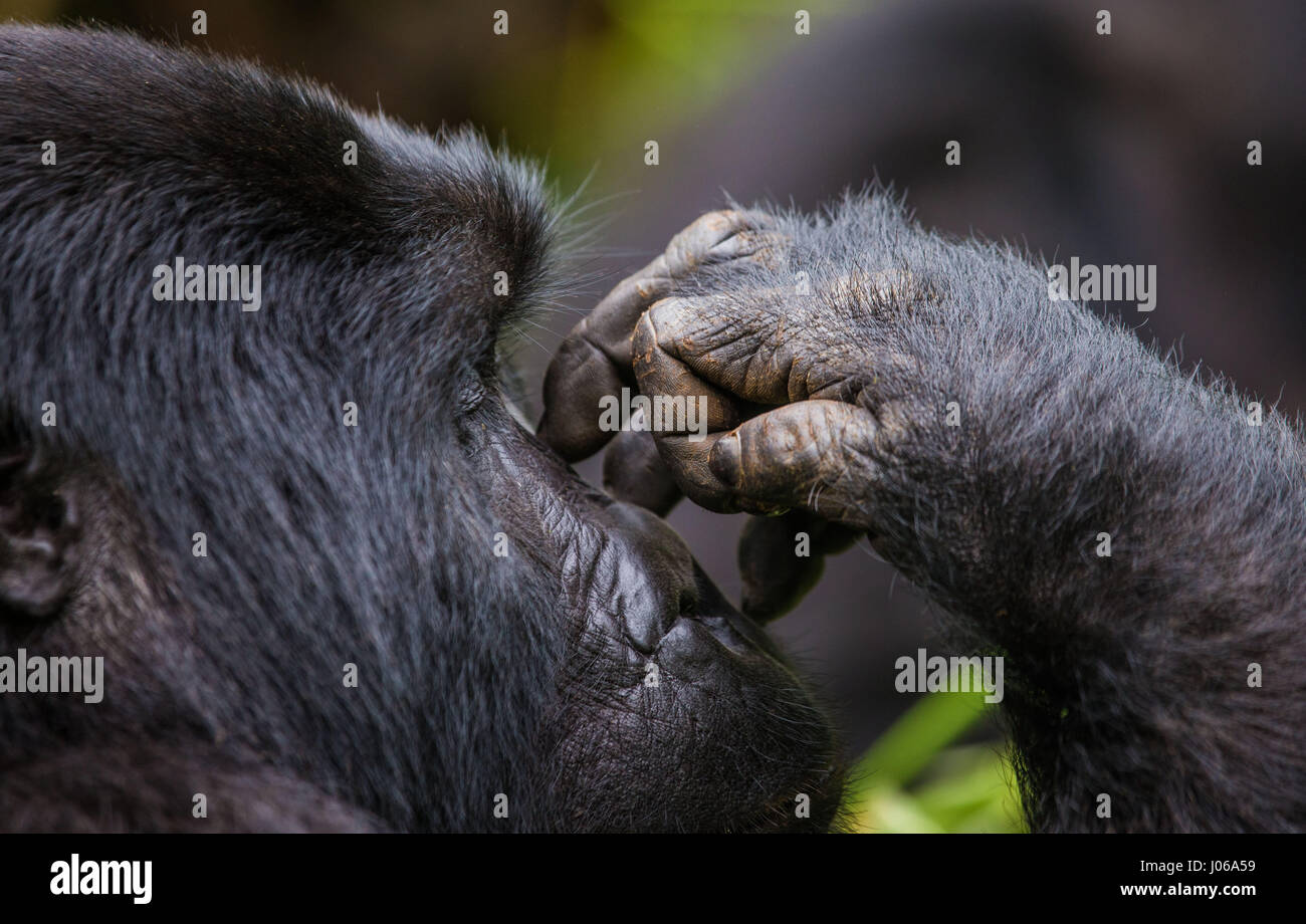 Le parc national de Bwindi, EN OUGANDA : UN gorilla brandi un gros bâton comme une arme, tandis qu'il cherche à écarter un photographe qui s'est trop près pour le confort. L'image époustouflante montre l'immense trois cent cinquante livres silverback tenir le bâton dans une manière menaçante qu'il tire le photographe un regard menaçant comme pour dire, "pourquoi j'oughta". D'autres images montrent des gorilles dans une humeur beaucoup plus accommodant comme ils balancer de branches, nourrir et jouer avec leurs jeunes. Certains gorilles juvéniles peuvent être vus sur une branche et relaxant que le monde passe. Les photos ont été prises par le photographe de Moscou Banque D'Images
