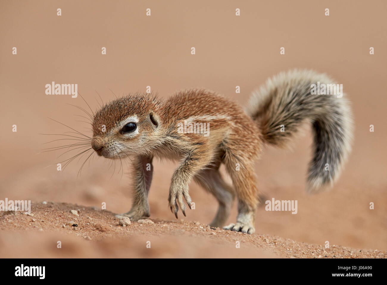 Kgalagadi Transfrontier Park Afrique Du Sud Mignon Bebe Ecureuil Terrestre Ont Ete Pris D Etre Formes A L Action Pour Combattre Les Mauvaises Les Predateurs Les Images Montrent La Famille De Mignon Bebe Kgalagadi Transfrontier Park Afrique Du Sud Mignon Bebe Ecureuil Terrestre Ont Ete Pris D Etre Formes A L Action Pour Combattre Les Mauvaises Les Predateurs Les Images Montrent La Famille De Mignon Bebe