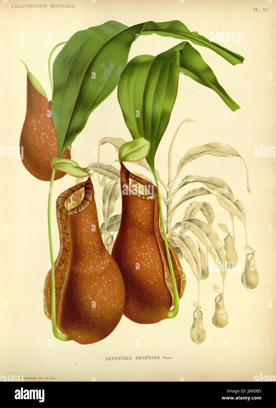 L'illustration de 1887 intitulée 'Nepenthes henryana' représente une espèce de plante carnivore connue pour ses feuilles uniques en forme de pichet qui piègent et digèrent les insectes. Cette illustration botanique détaillée met en valeur la structure et l’habitat de la plante. Banque D'Images L'illustration de 1887 intitulée 'Nepenthes henryana' représente une espèce de plante carnivore connue pour ses feuilles uniques en forme de pichet qui piègent et digèrent les insectes. Cette illustration botanique détaillée met en valeur la structure et l’habitat de la plante. Banque D'Images