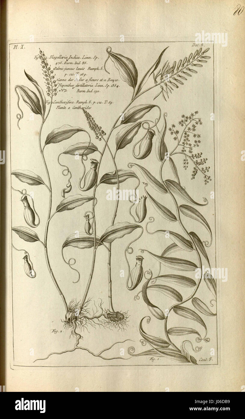'Histoire universelle du règne végétal' (1775-1778) de Cantharifera est un travail botanique documentant les espèces végétales et leurs rôles dans le monde naturel, offrant un aperçu de la classification des plantes et des connaissances botaniques historiques. Banque D'Images 'Histoire universelle du règne végétal' (1775-1778) de Cantharifera est un travail botanique documentant les espèces végétales et leurs rôles dans le monde naturel, offrant un aperçu de la classification des plantes et des connaissances botaniques historiques. Banque D'Images