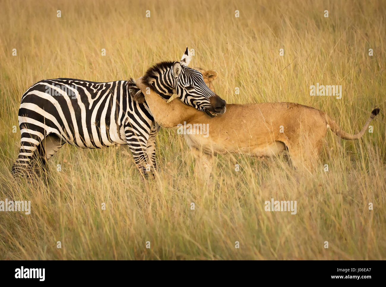 Le masai Mara, KENYA : action remarquable photos ont pris une lionne  affamée prendre en bas un zebra pour le choc de la touristes britanniques  qui a été témoin de l'instant de