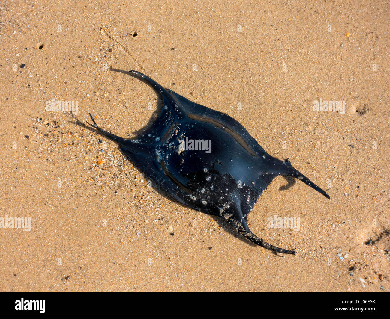 Cas d'oeufs pour un requin ou ray allongé où trouvé sur une plage de sable de la mer du Nord Banque D'Images