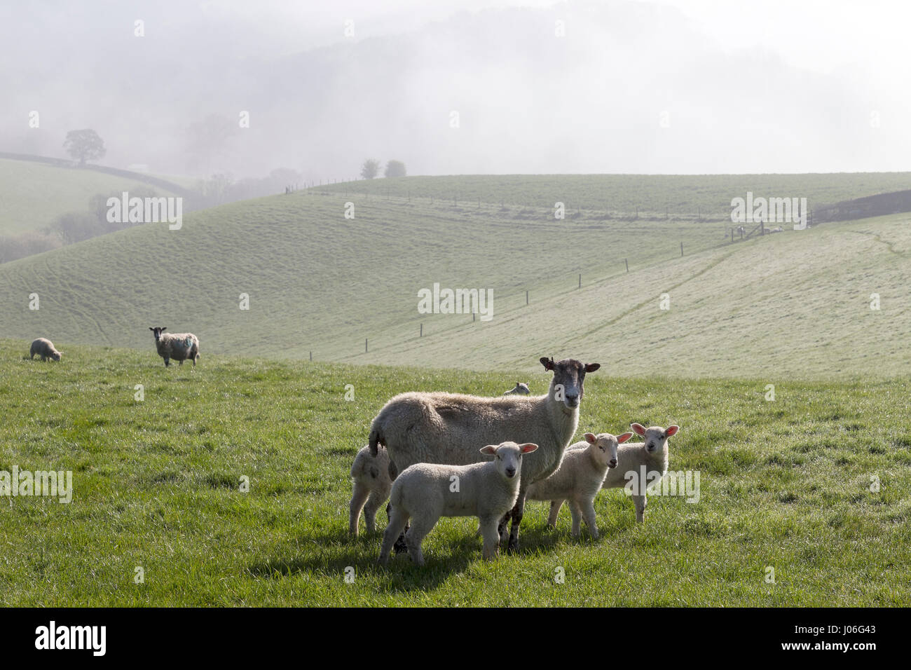 Brebis avec agneaux dans les pâturages près de Dunsford dans la Teign Valley,Dunsford, Dartmoor National Park Banque D'Images