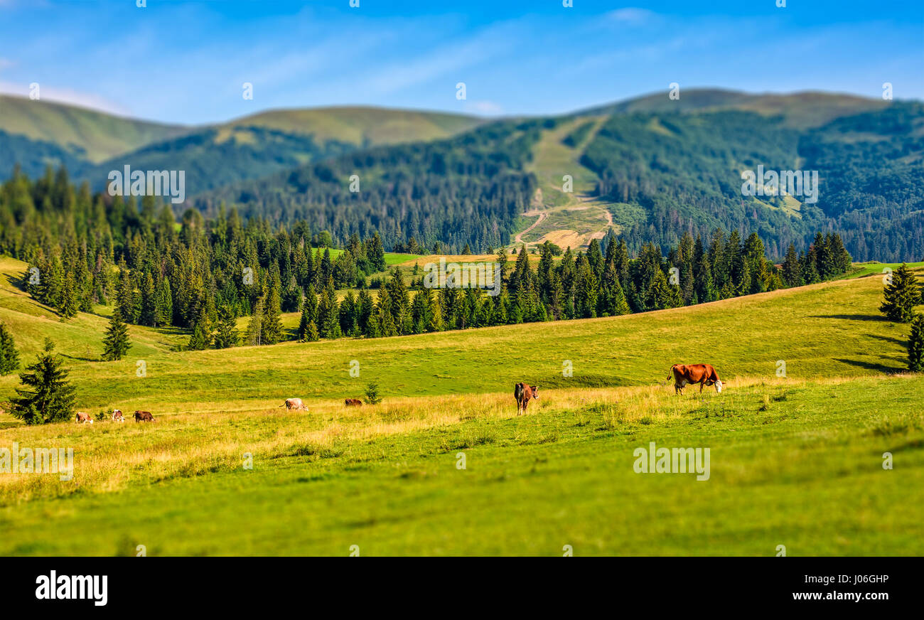 Quelques vaches qui paissent sur colline pré. rural fields près de la forêt. belle campagne paysage estival. Tilt-shift effet lentille Banque D'Images