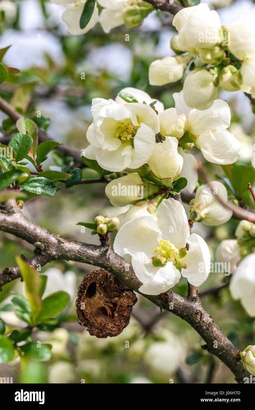 Coing fleuri Chaenomeles Jet Trail dans un jardin Banque D'Images