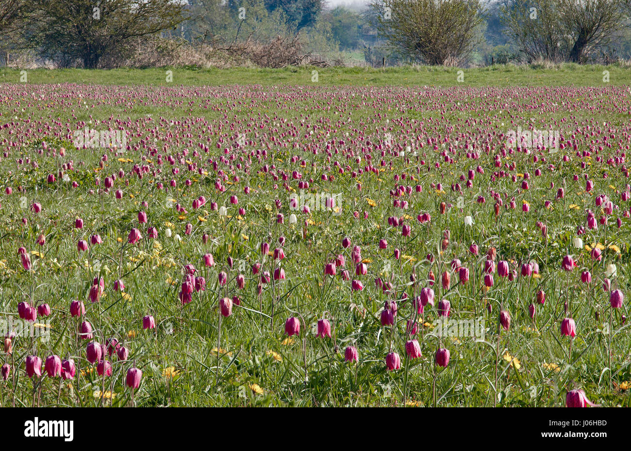 Au nord de Cricklade pré, chef Fritillaries serpents. Banque D'Images