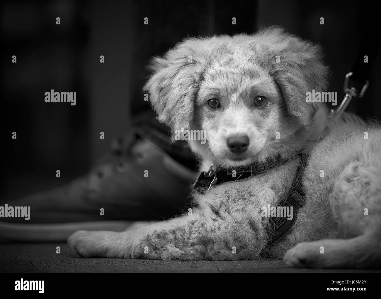 Mignon chiot blanc en laisse d'être caressé Banque D'Images