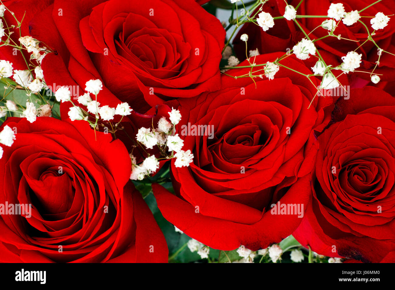 Bouquet de roses rouges et de petites fleurs blanches. Full Frame Photo  Stock - Alamy